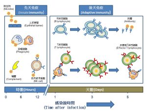 immune1