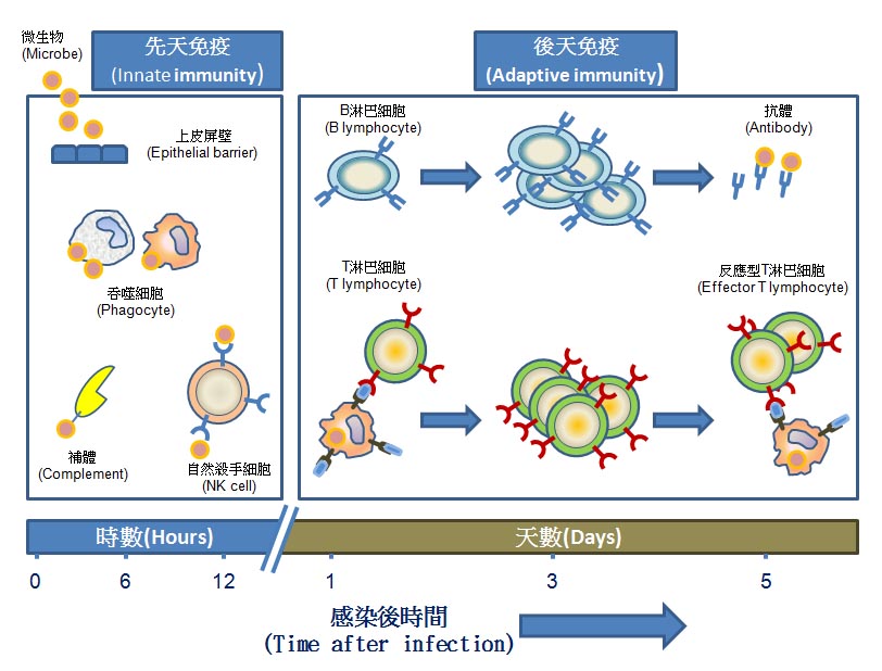 immune1
